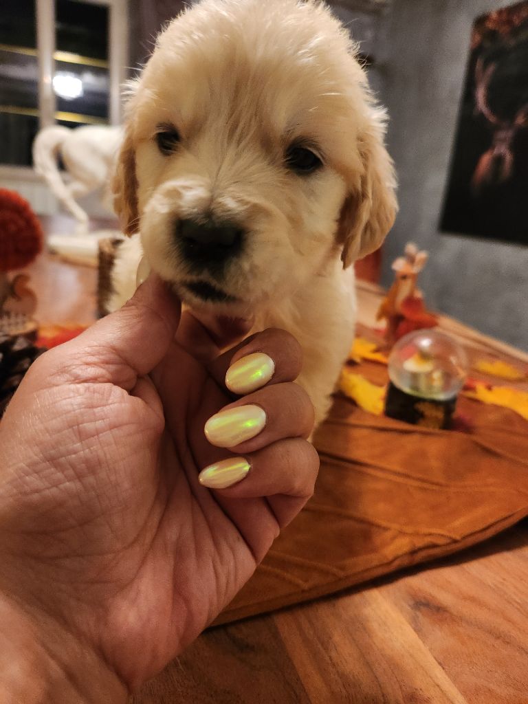 Gold Of Neywa - Chiot disponible  - Golden Retriever