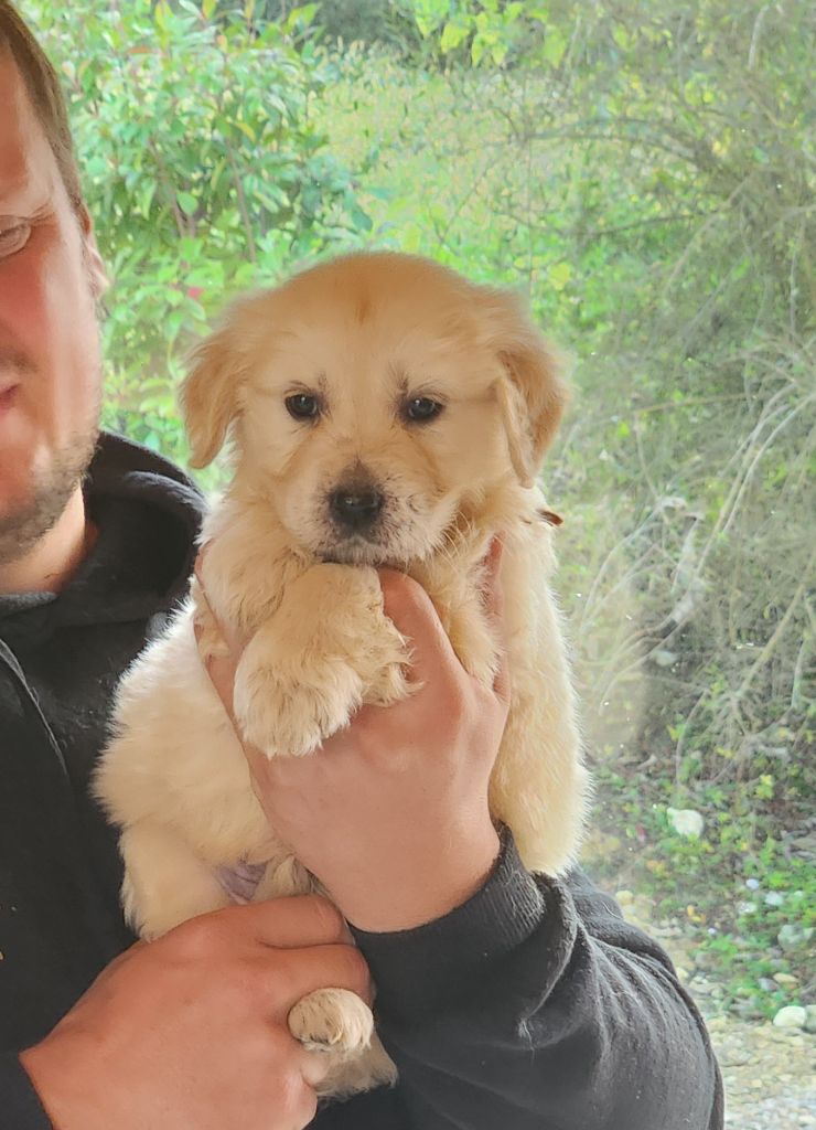 Gold Of Neywa - Chiot disponible  - Golden Retriever