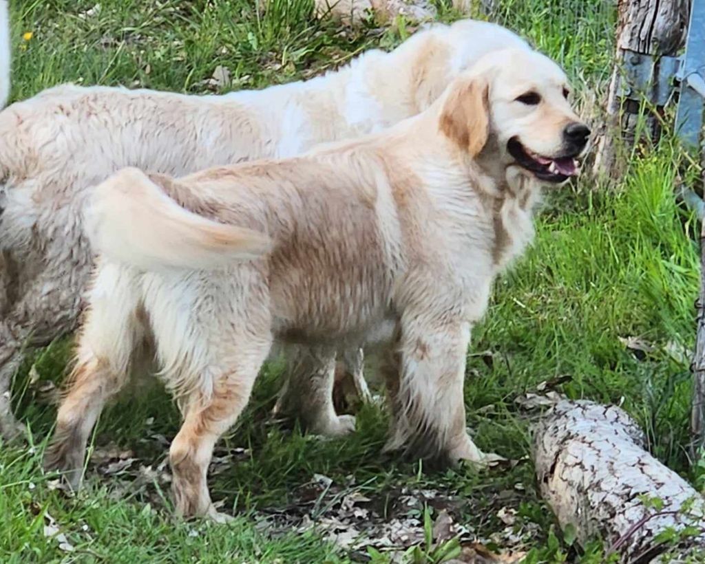 Vague d'amour de nakia Gold Of Neywa