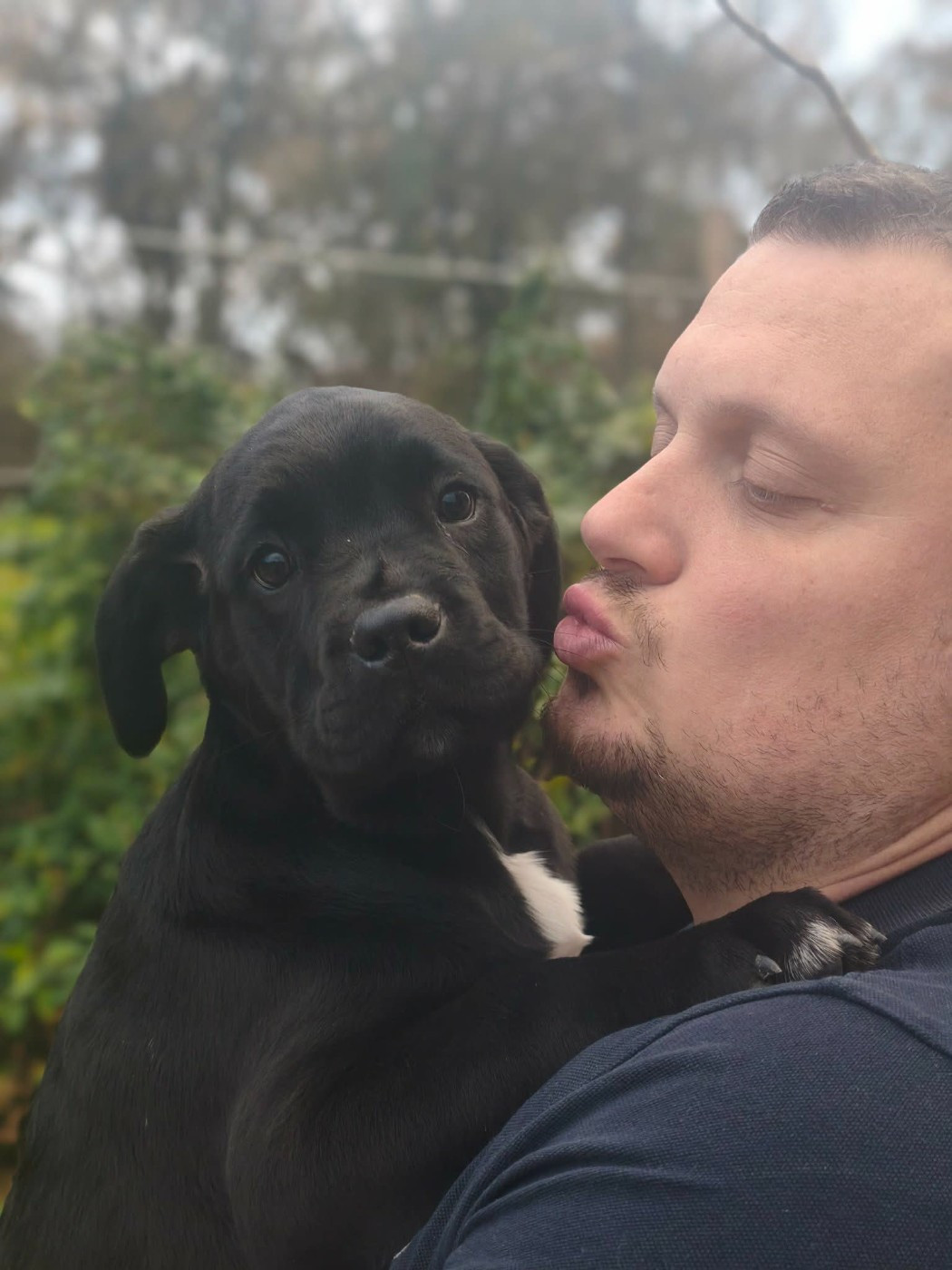 Gold Of Neywa - Chiots disponibles - Cane Corso