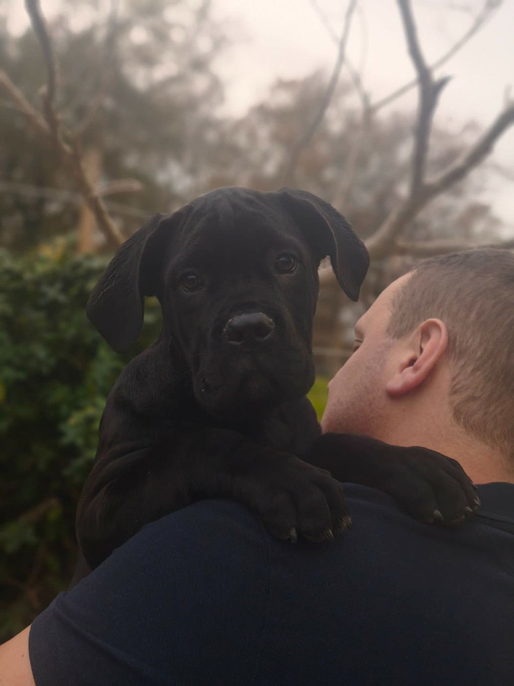 Gold Of Neywa - Chiots disponibles - Cane Corso