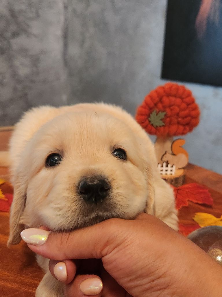 Gold Of Neywa - Golden Retriever - Portée née le 24/08/2024