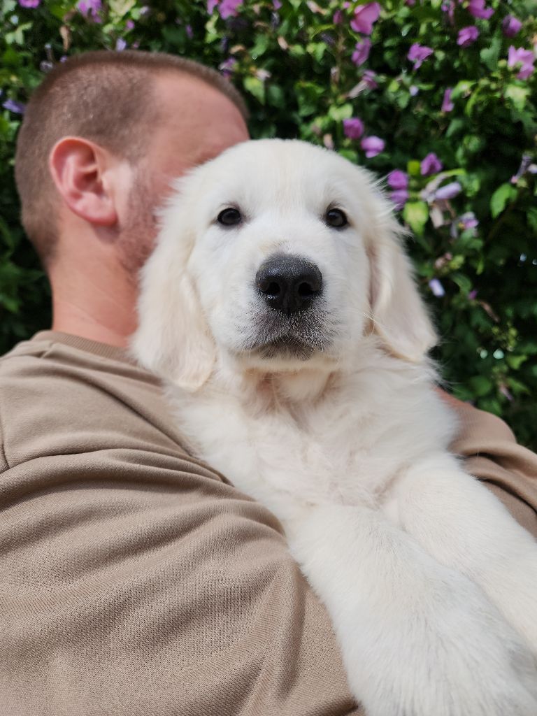 Gold Of Neywa - Chiots disponibles - Golden Retriever