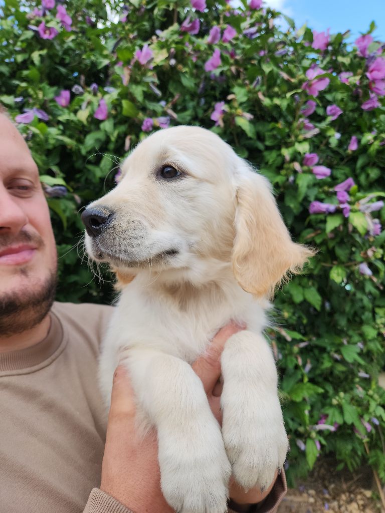 Gold Of Neywa - Chiots disponibles - Golden Retriever