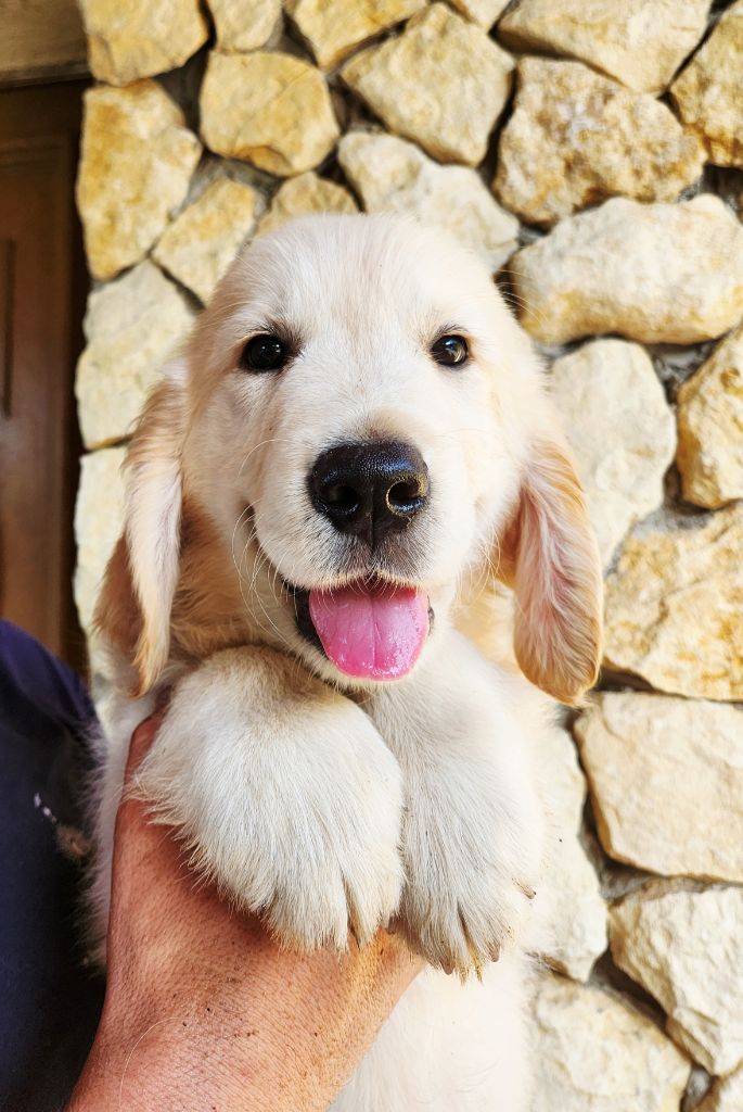 Gold Of Neywa - Chiots disponibles - Golden Retriever