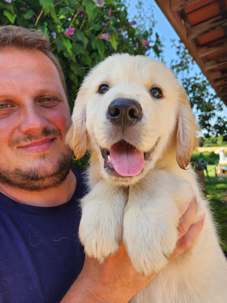 Gold Of Neywa - Chiots disponibles - Golden Retriever